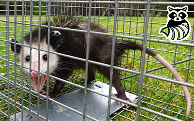 Brunswick County trapping